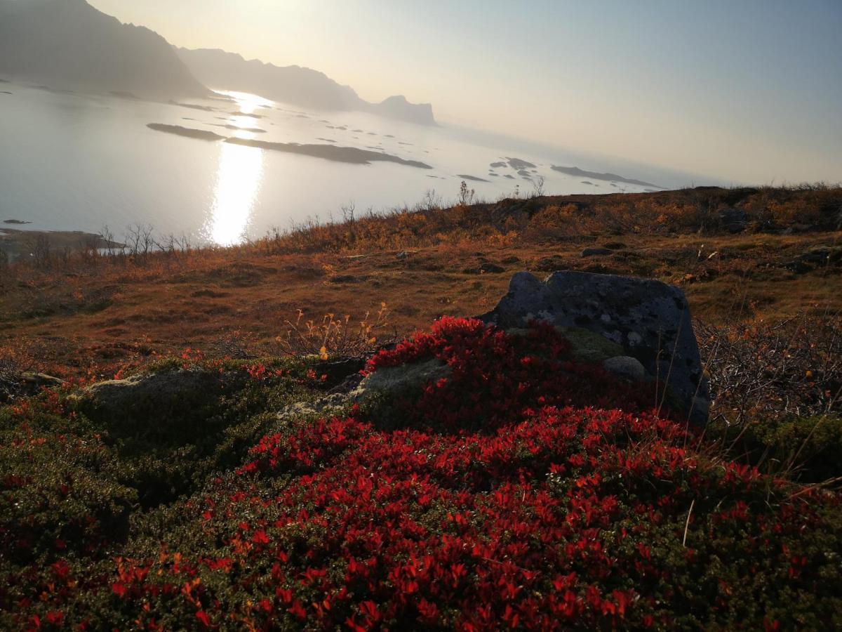 Waterfront Senja Daire Torsken Dış mekan fotoğraf